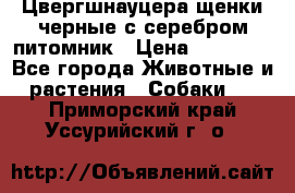 Цвергшнауцера щенки черные с серебром питомник › Цена ­ 30 000 - Все города Животные и растения » Собаки   . Приморский край,Уссурийский г. о. 